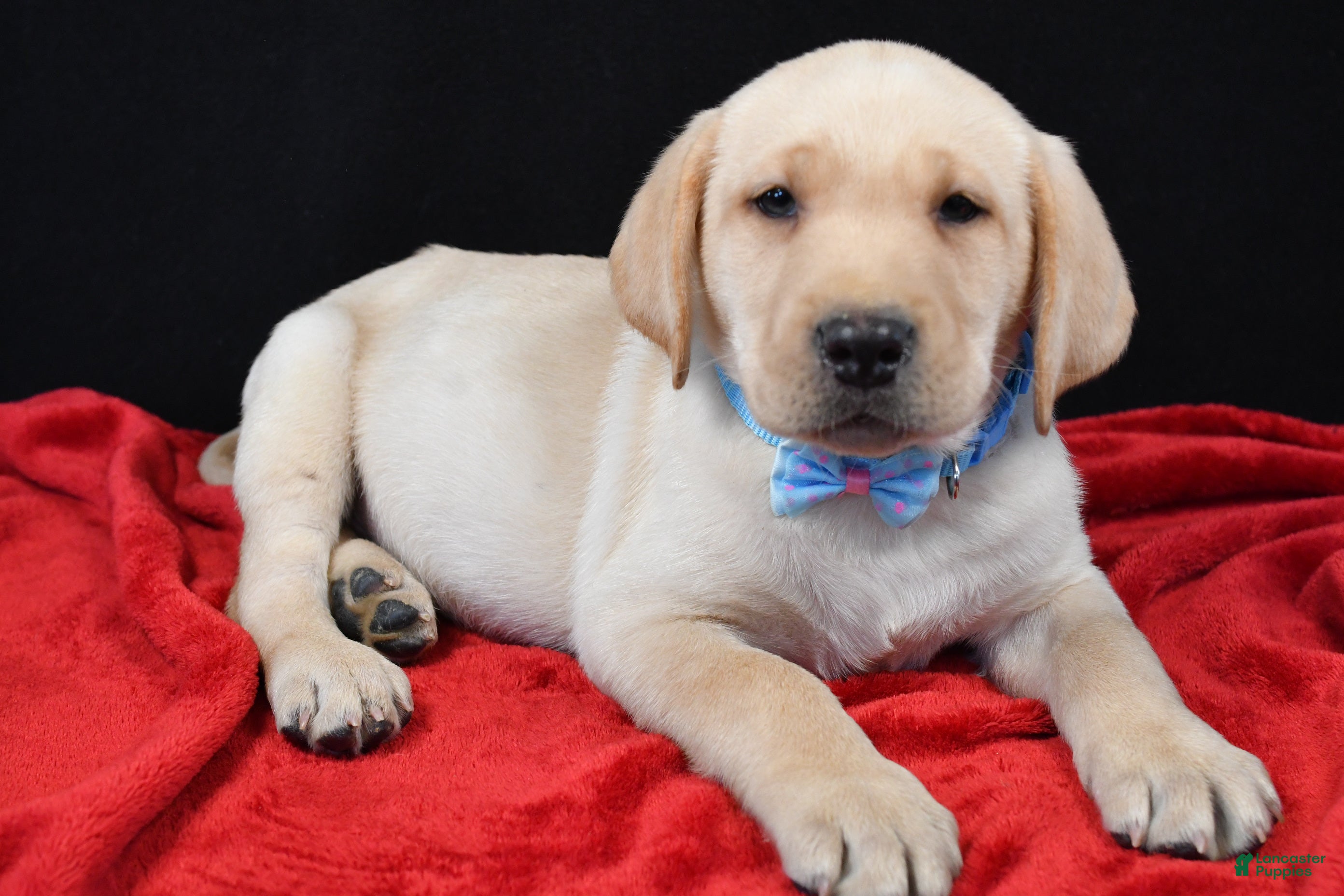 Labrador Retriever dogs Rocco - Ad 11