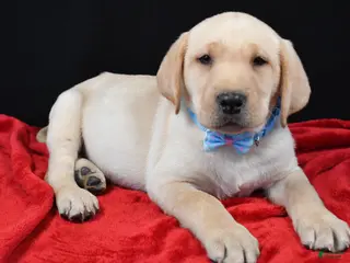 Labrador Retriever dogs Rocco - Ad 11