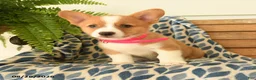 Welsh Corgi Pembroke dogs for sale: Boots - Ad 4