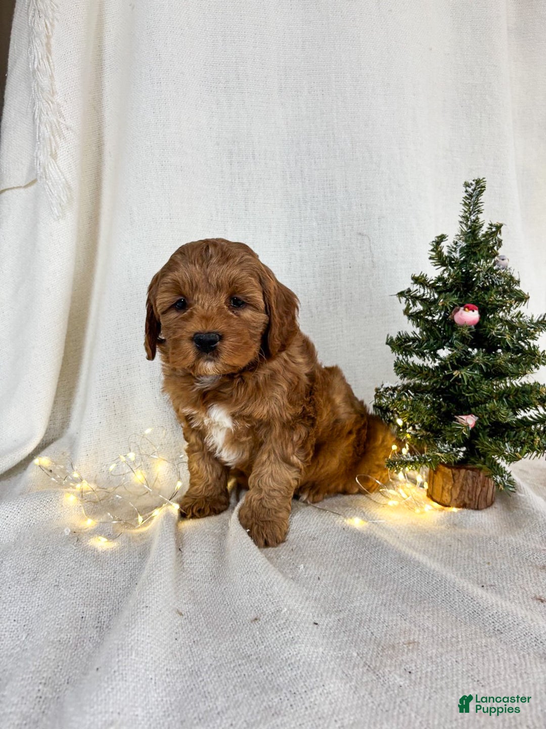 Mini Goldendoodle dogs for sale: Ivy - Ad 4
