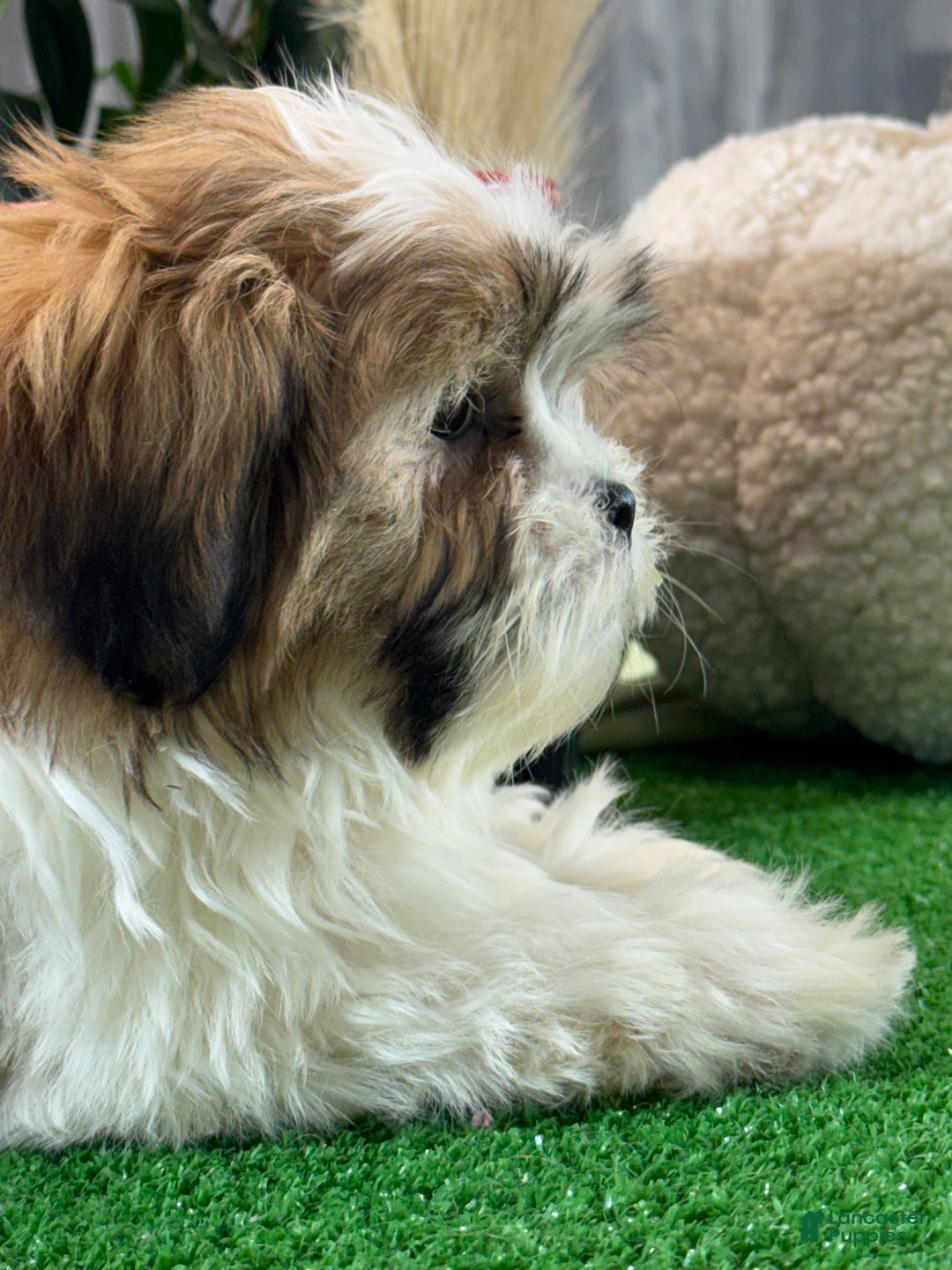 Shih Tzu dogs for sale: Skipper - Ad 5