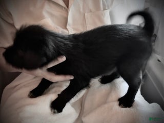 Mixed Breed dogs - Ad 18