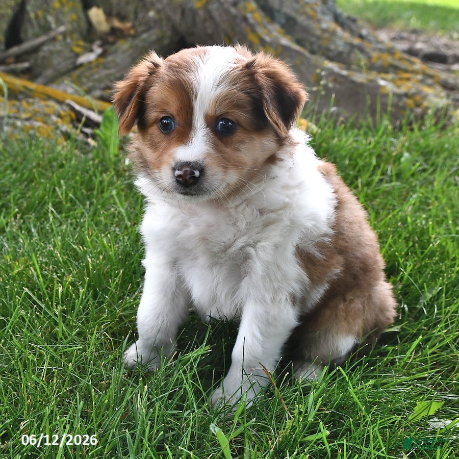 Mixed Breed dogs Roxy - Ad 2
