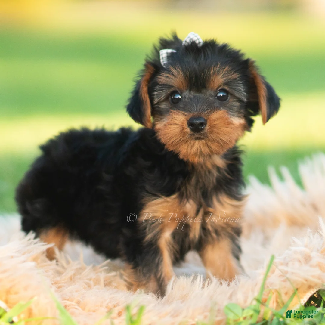 Yorkshire Terrier dogs for sale: Leo - Ad 1