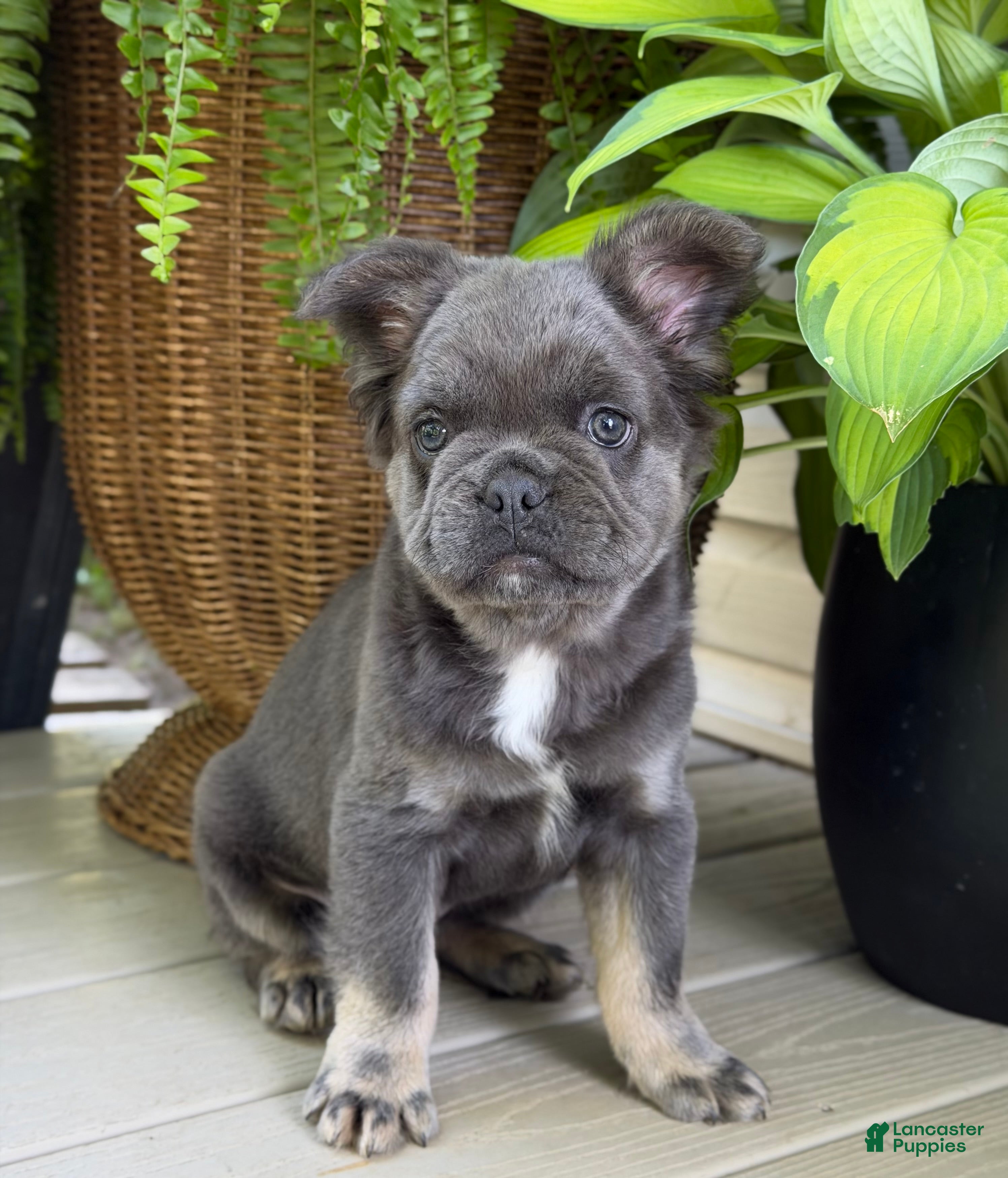 French Bulldog dogs Moose - Ad 1