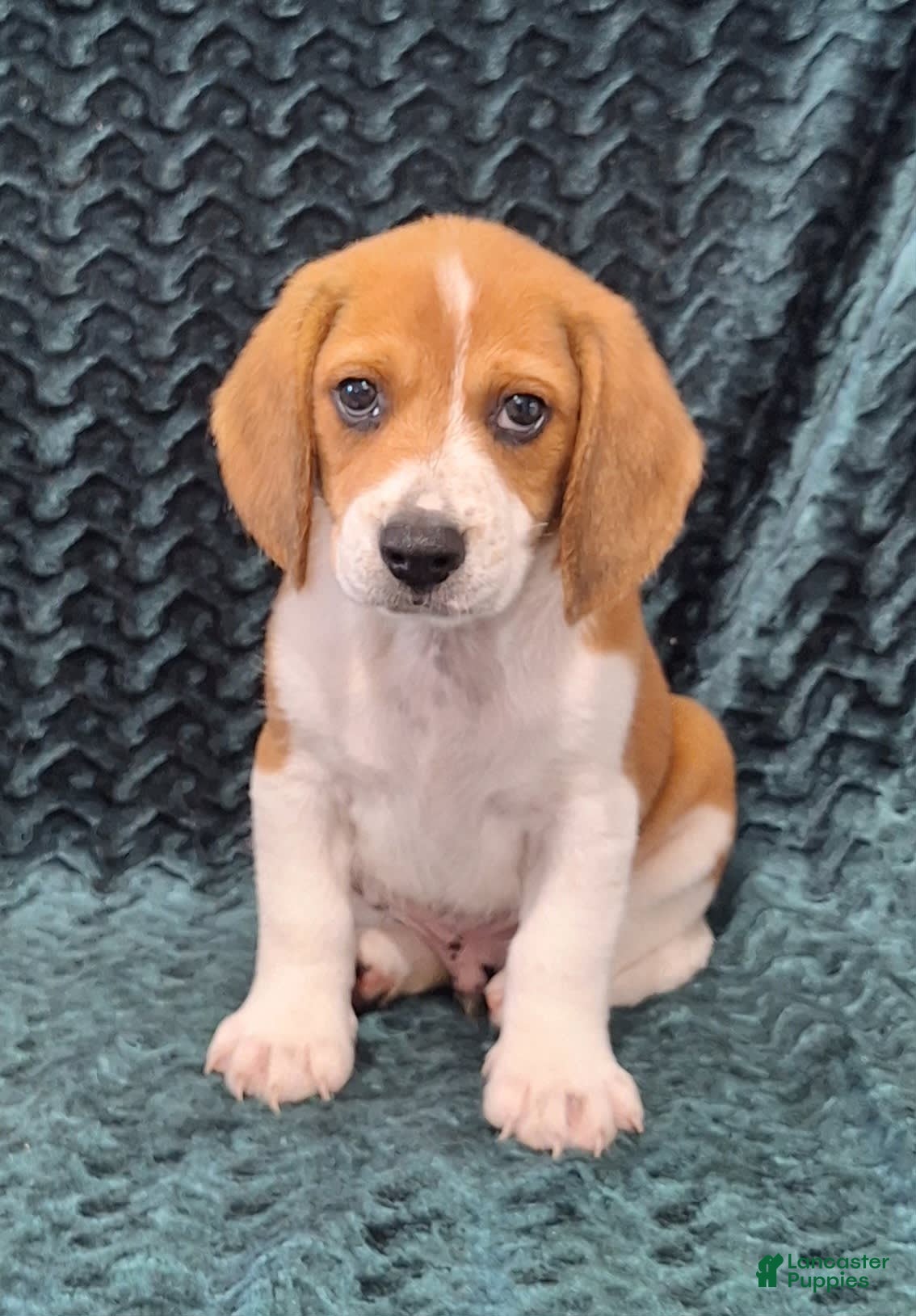 Pocket Lemon Beagle Breeders Dog Breeding Pocket Beagle Rescue Small Beagle  Breed Lemon Pocket, image size:1134x1629