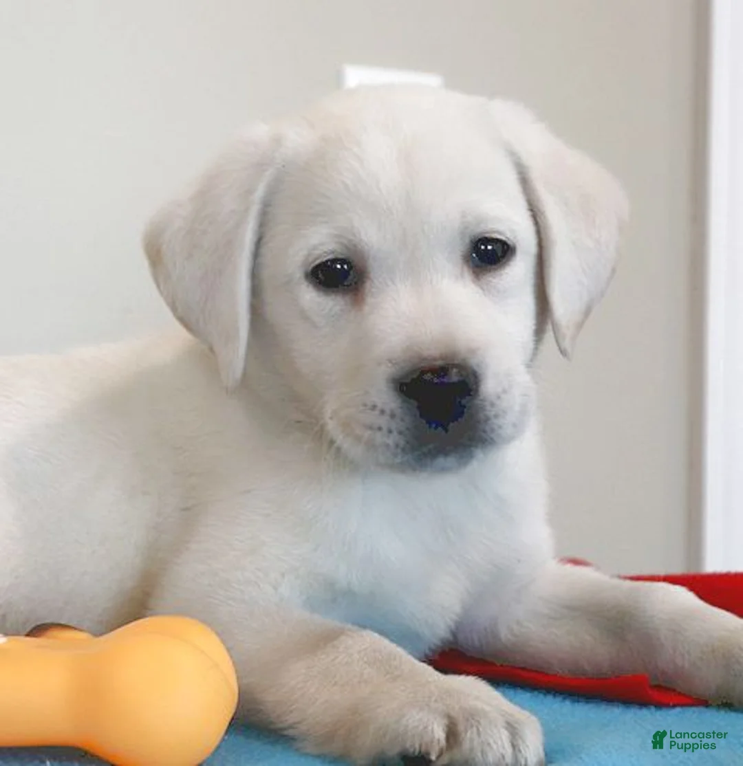 Labrador Retriever dogs for sale: Captain Champ lines - Ad 4