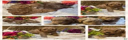 Mini Goldendoodle dogs for sale: Violet - Ad 5