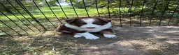 Border Collie dogs for sale: Georgia - Ad 4