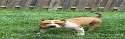American Bully dogs for sale: Champ - Ad 8