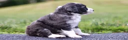 Mini Bernedoodle dogs for sale: George - Ad 2