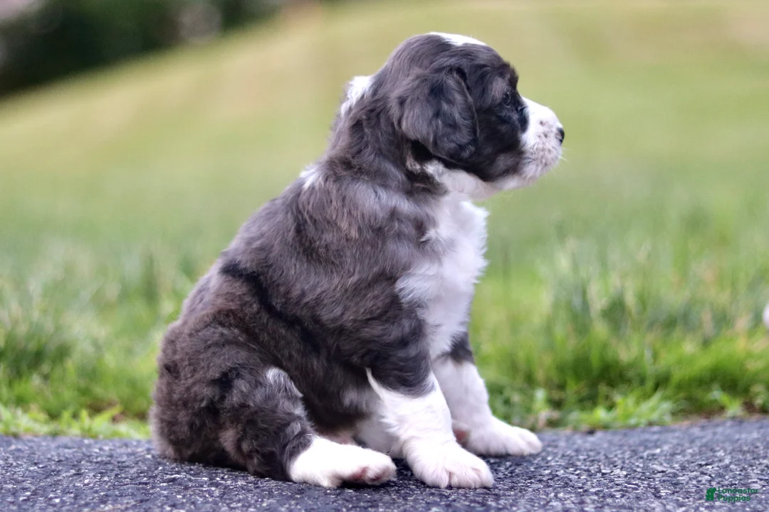 Mini Bernedoodle dogs for sale: George - Ad 2
