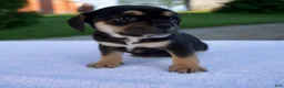 Beabull dogs for sale: Kona - Ad 5