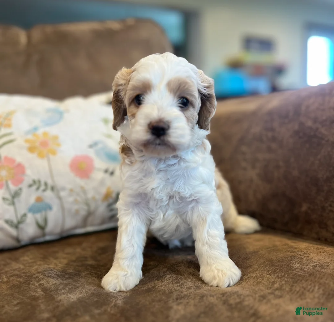 Cockapoo dogs for sale: Buff and white/brown and black nose  - Ad 2