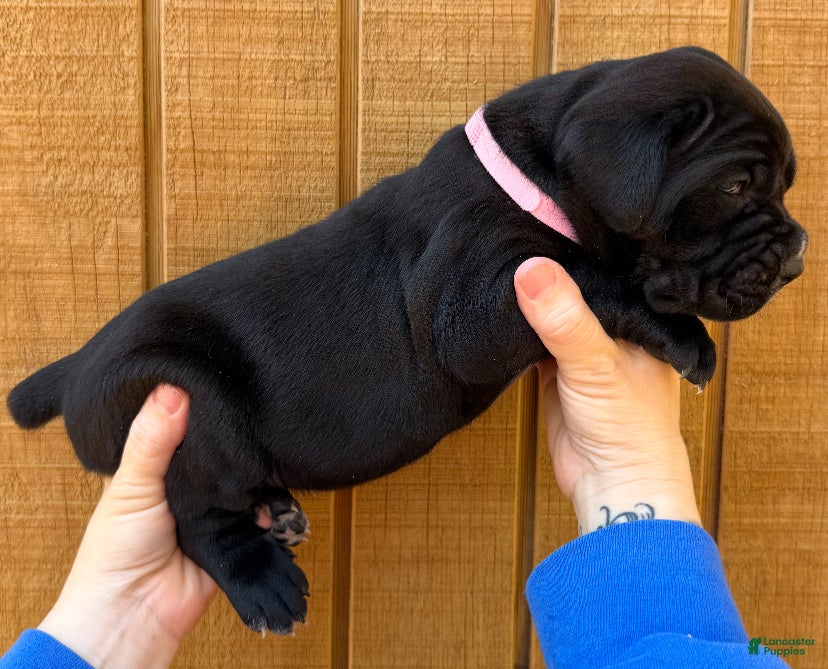 Cane Corso dogs Cane Corso Puppy 3 - Ad 1