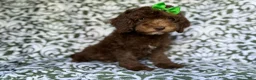 Cavapoo dogs for sale: Claire - Ad 3