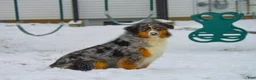 Miniature Australian Shepherd dogs for sale: Zoey - Ad 9
