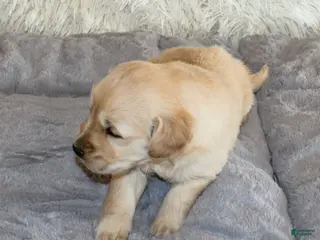 Golden Retriever dogs TRAINED Ranger the Golden Retriever Puppy - Ad 12