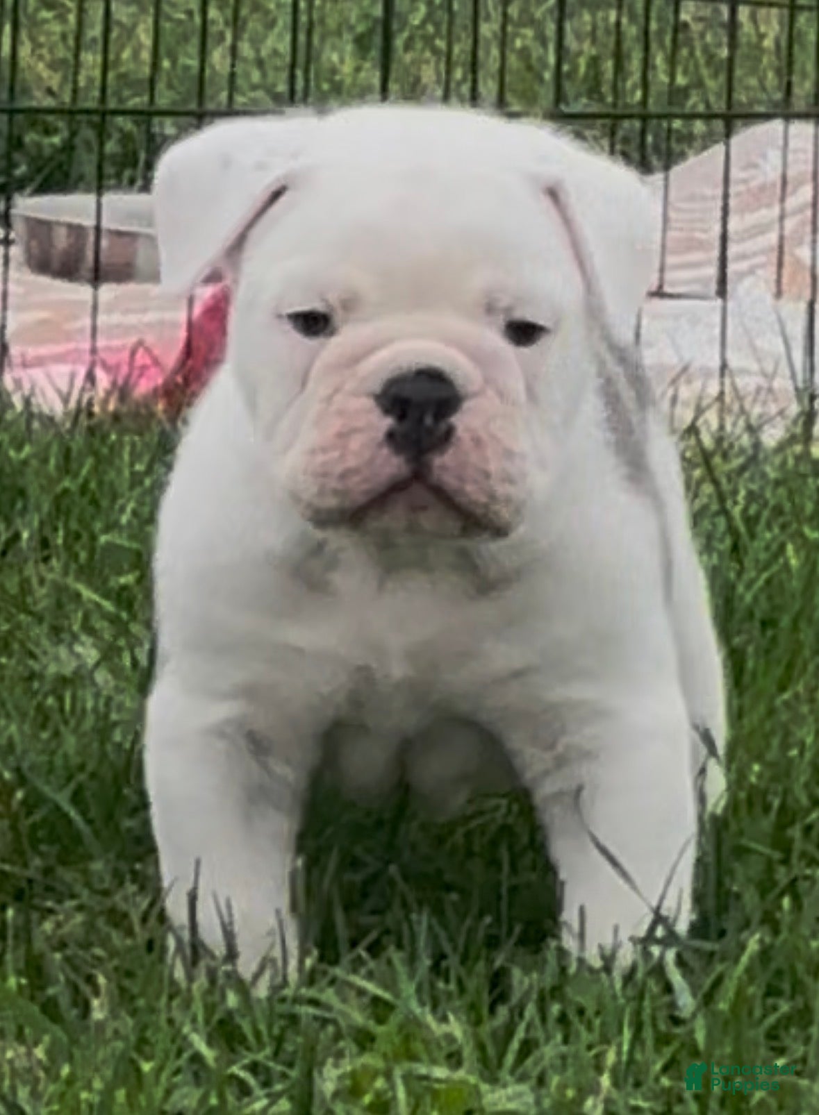 Olde English Bulldogge dogs for sale: Primo - Ad 3
