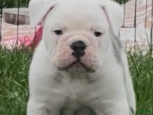 Olde English Bulldogge dogs for sale: Primo - Ad 26