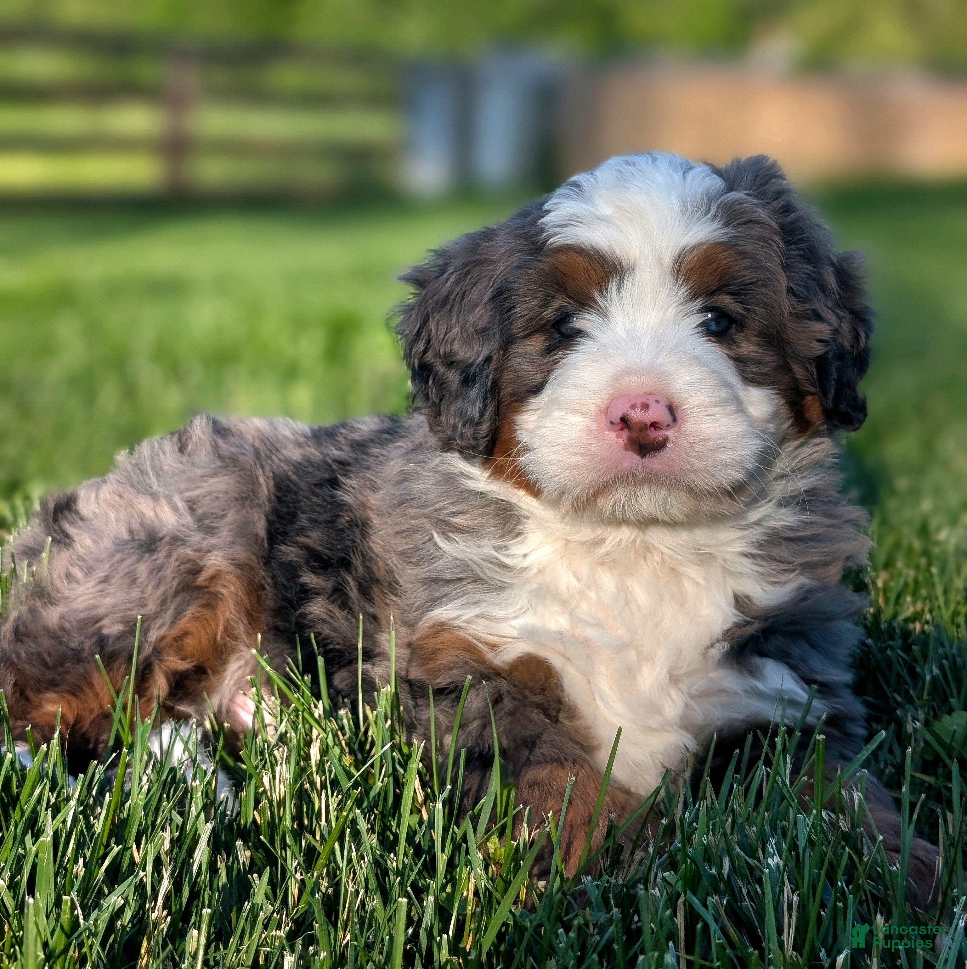 Bernedoodle dogs for sale: Spencer - Ad 3