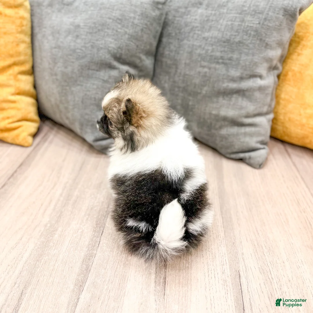 Pomeranian dogs for sale: Sweetie - Ad 5