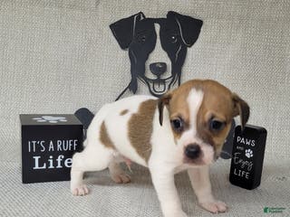 Jack Russell Terrier dogs Westfork's TORQ - Ad 3