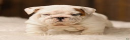 English Bulldog dogs for sale: Frosty - Ad 4