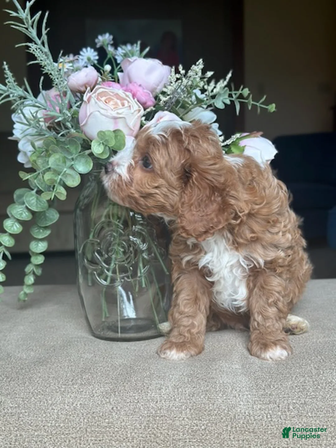 Cavapoo dogs for sale: Boy 2 - Ad 3