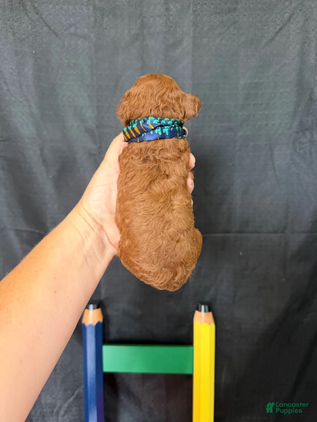 Toy Poodle dogs for sale: Akc Red Toy Poodle Blue Tie - Ad 9