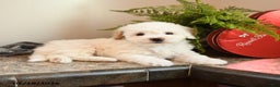 Bichpoo dogs for sale: Honey - Ad 1
