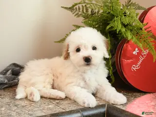 Bichpoo dogs Honey - Ad 12