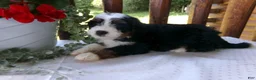Mini Bernedoodle dogs for sale: Blake - Ad 11