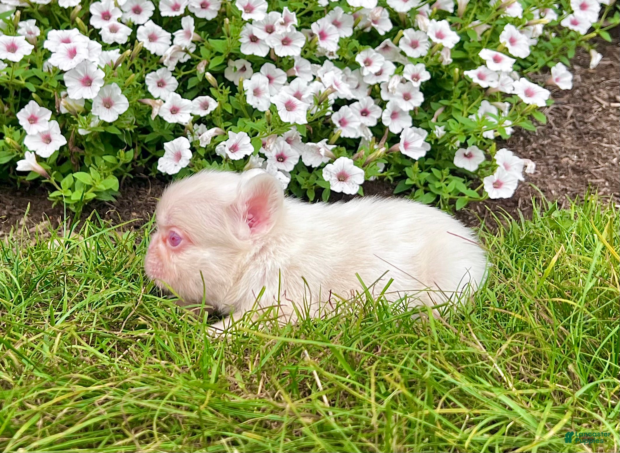 French Bulldog dogs Candi Pink - Ad 2