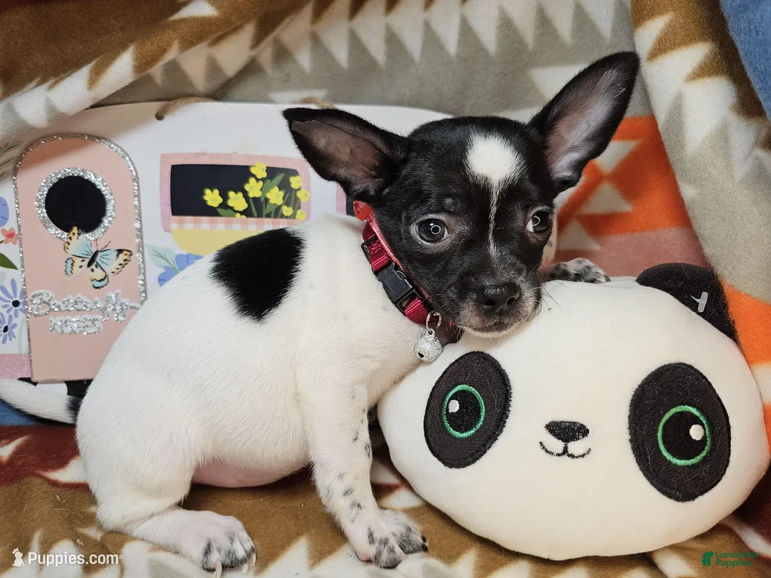 Chihuahua dogs for sale: Rudyi - Ad 1