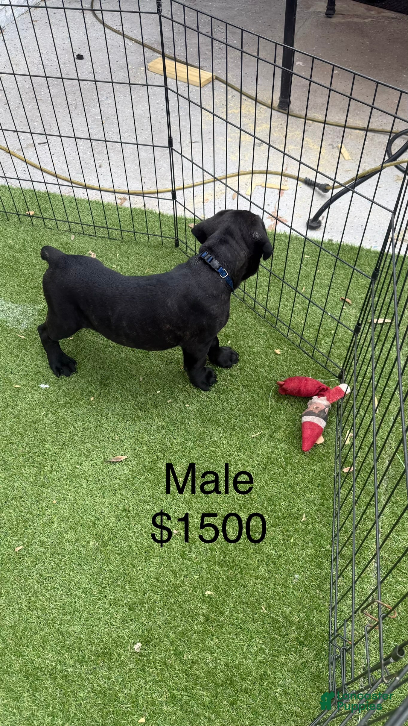 Cane Corso dogs Cane Corso Puppy 3 - Ad 34
