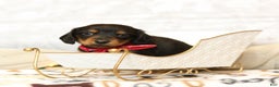 Miniature Dachshund dogs for sale: Jackie - Ad 1