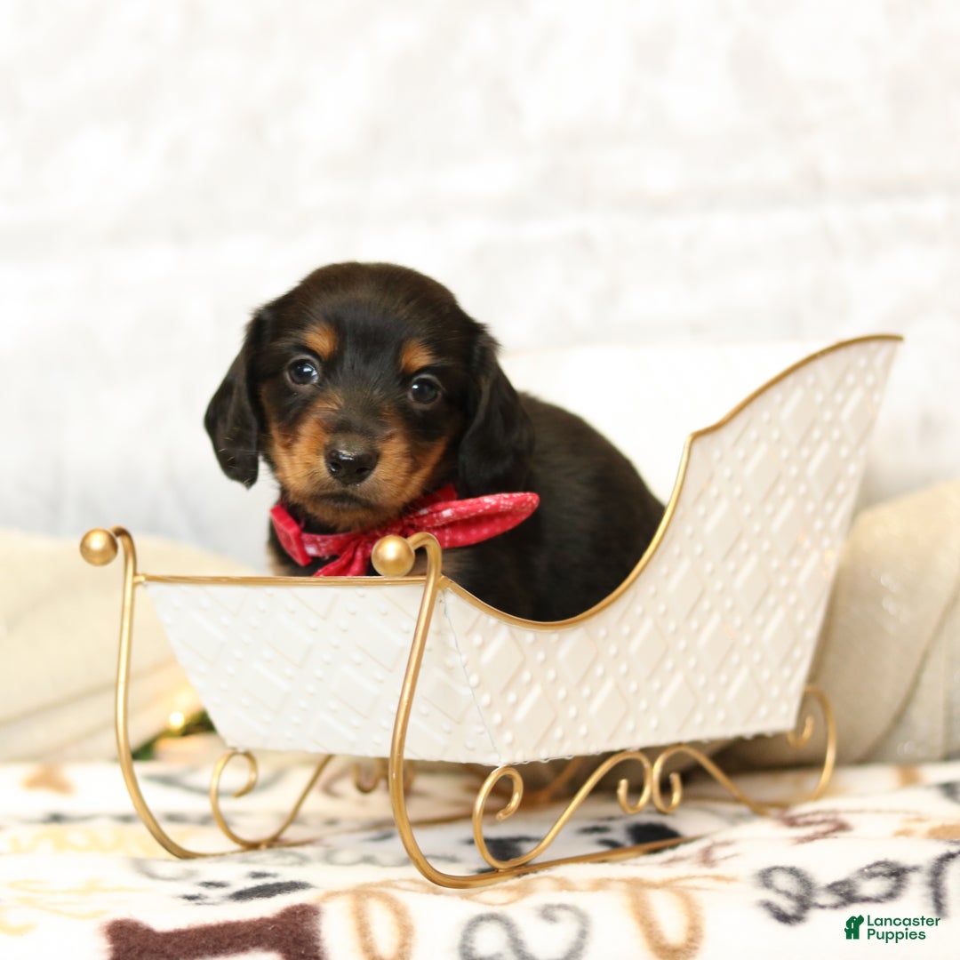 Miniature Dachshund dogs for sale: Jackie - Ad 1
