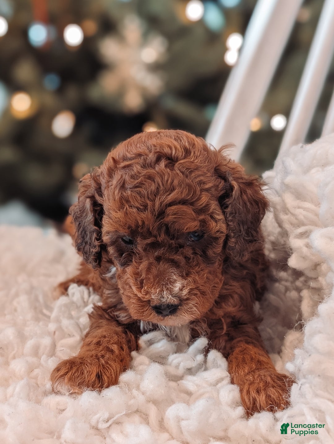 Toy Poodle dogs for sale: Cinnamon  - Ad 1