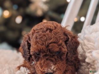 Toy Poodle dogs Cinnamon - Ad 30