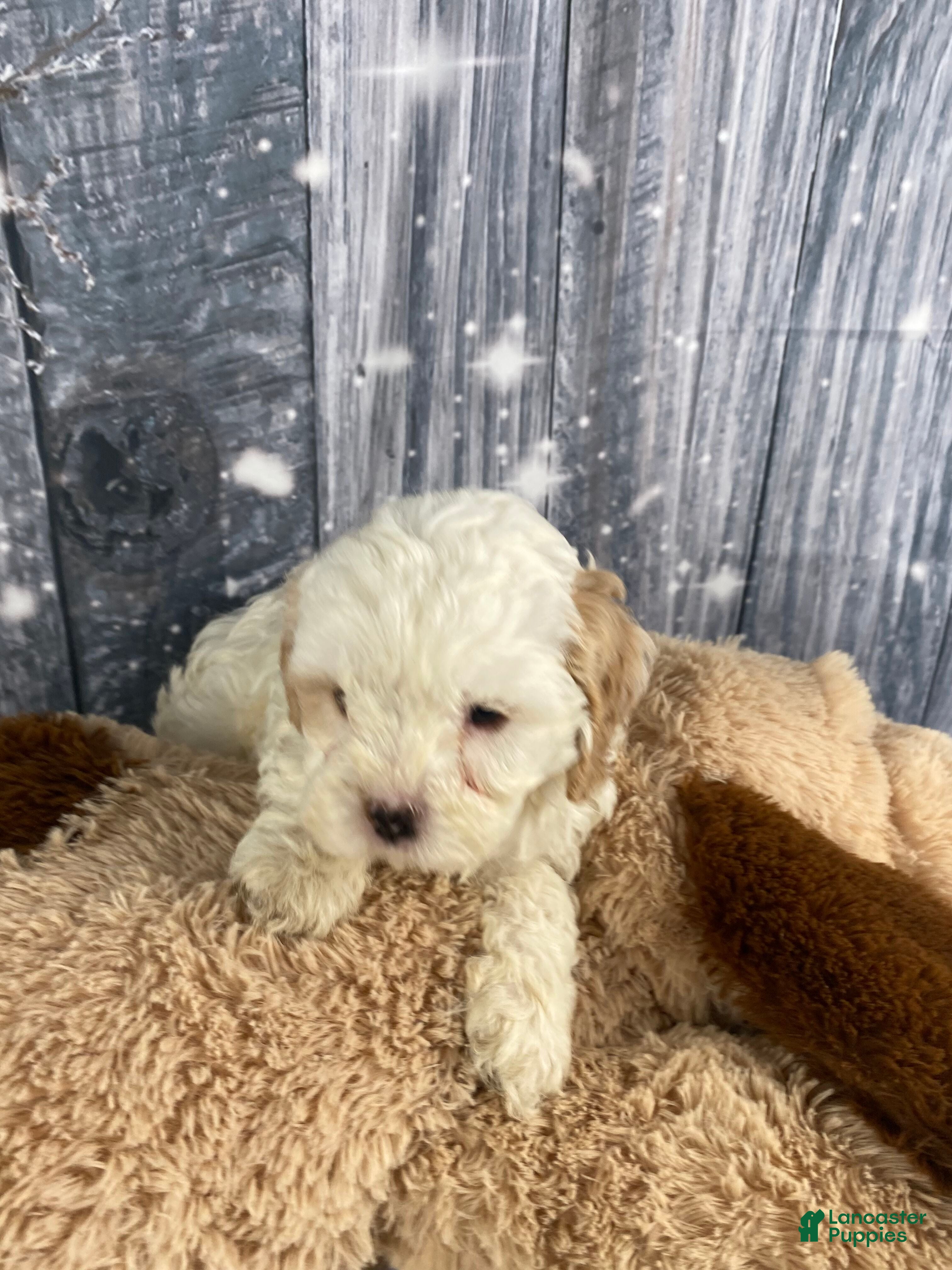 Cavapoo dogs Jenna - Ad 2