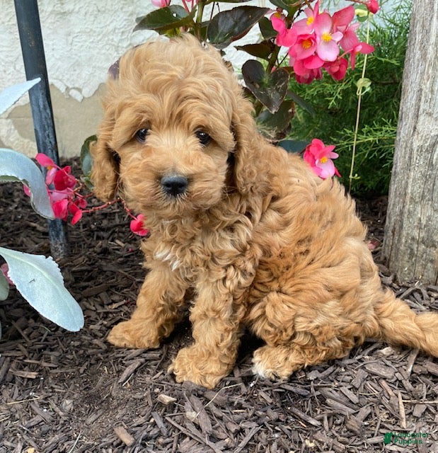 Cavapoo dogs Freddy - Ad 2
