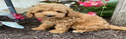 Cavapoo dogs for sale: Freddy - Ad 2