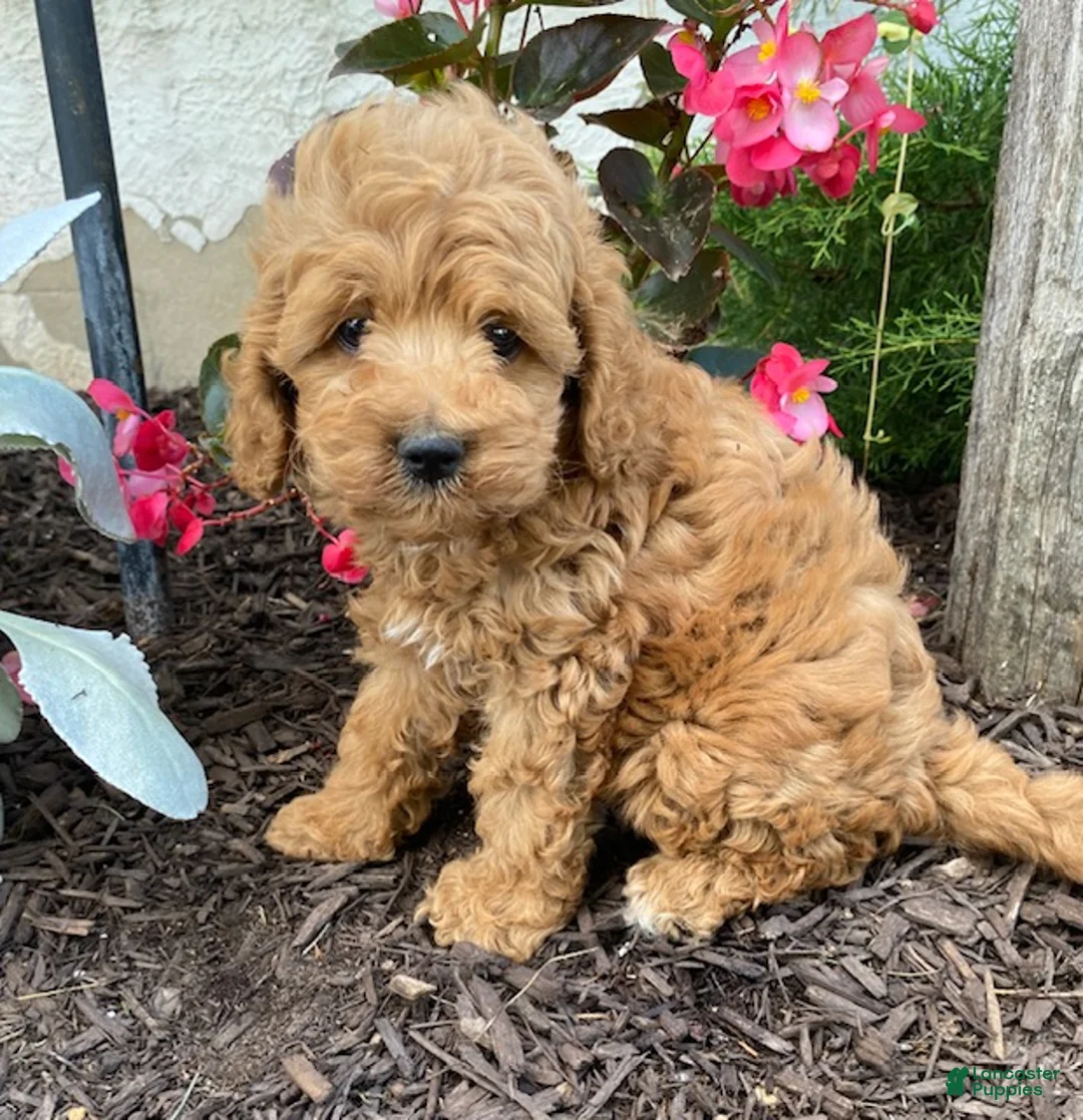 Cavapoo dogs for sale: Freddy - Ad 2