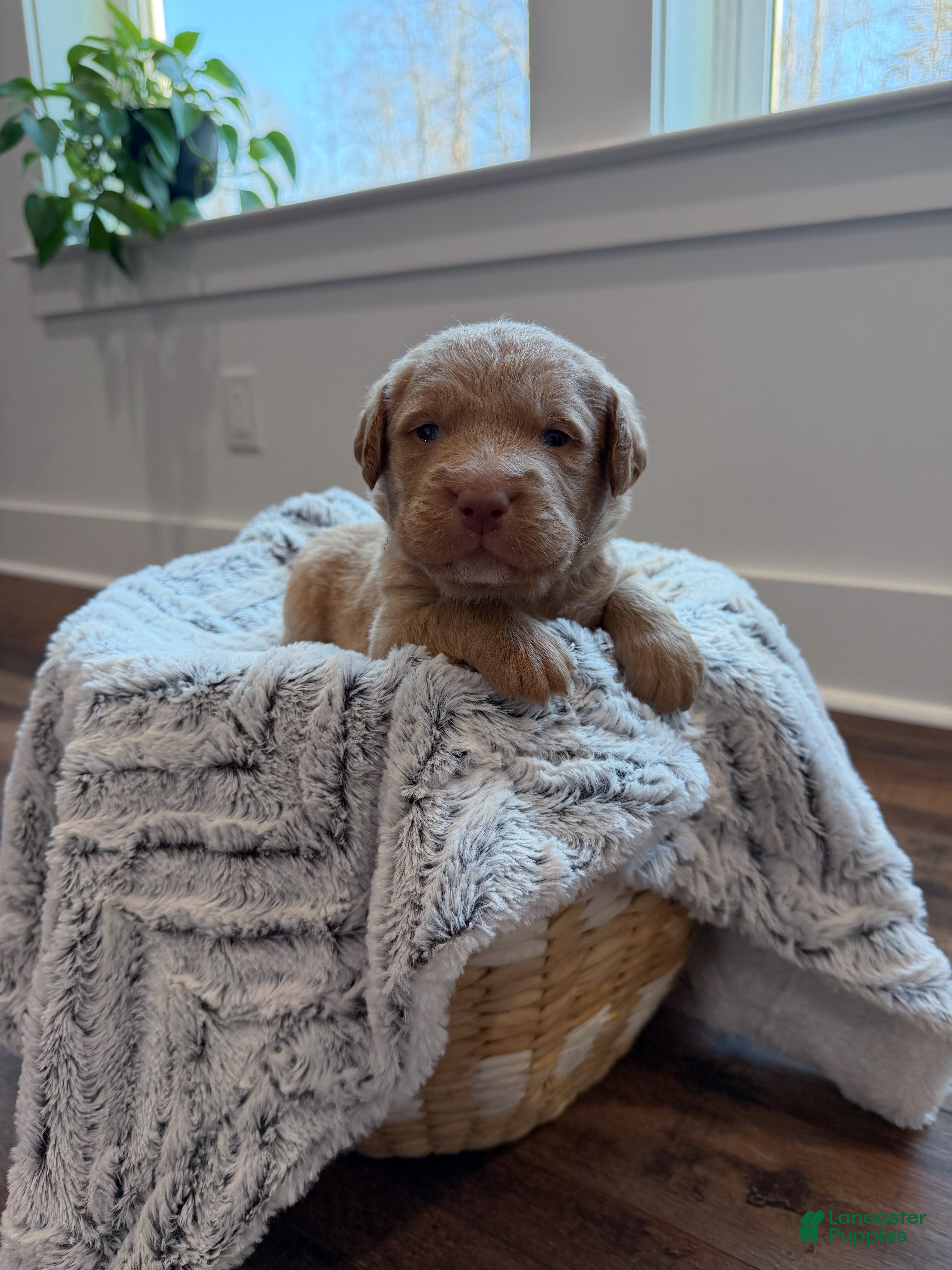 Labradoodle dogs Ollie - Ad 1