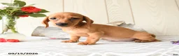 Miniature Dachshund dogs for sale: Ronny - Ad 3