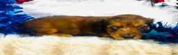 Miniature Dachshund dogs for sale: Dixie (Longhair) - Ad 10