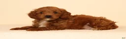 Mini Goldendoodle dogs for sale: Miles - Ad 7