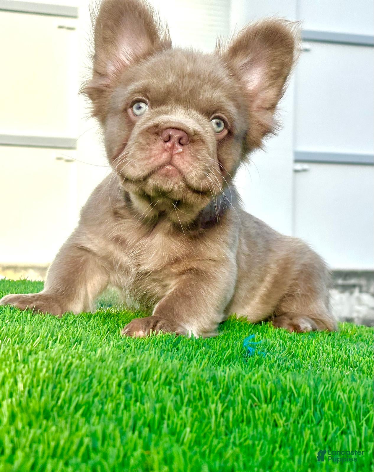 French Bulldog dogs New Shade Fluffy Male (Tiny size) - Ad 42