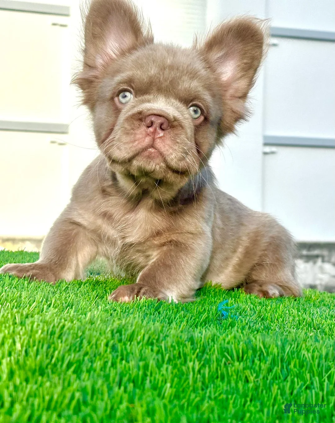 French Bulldog dogs for sale: New Shade Fluffy Male (Tiny size) - Ad 1